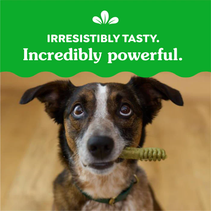GREENIES Regular Natural Dog Dental Treats, Sweet Potato Flavor, 12 oz. Pack (12 Treats) - Image 7